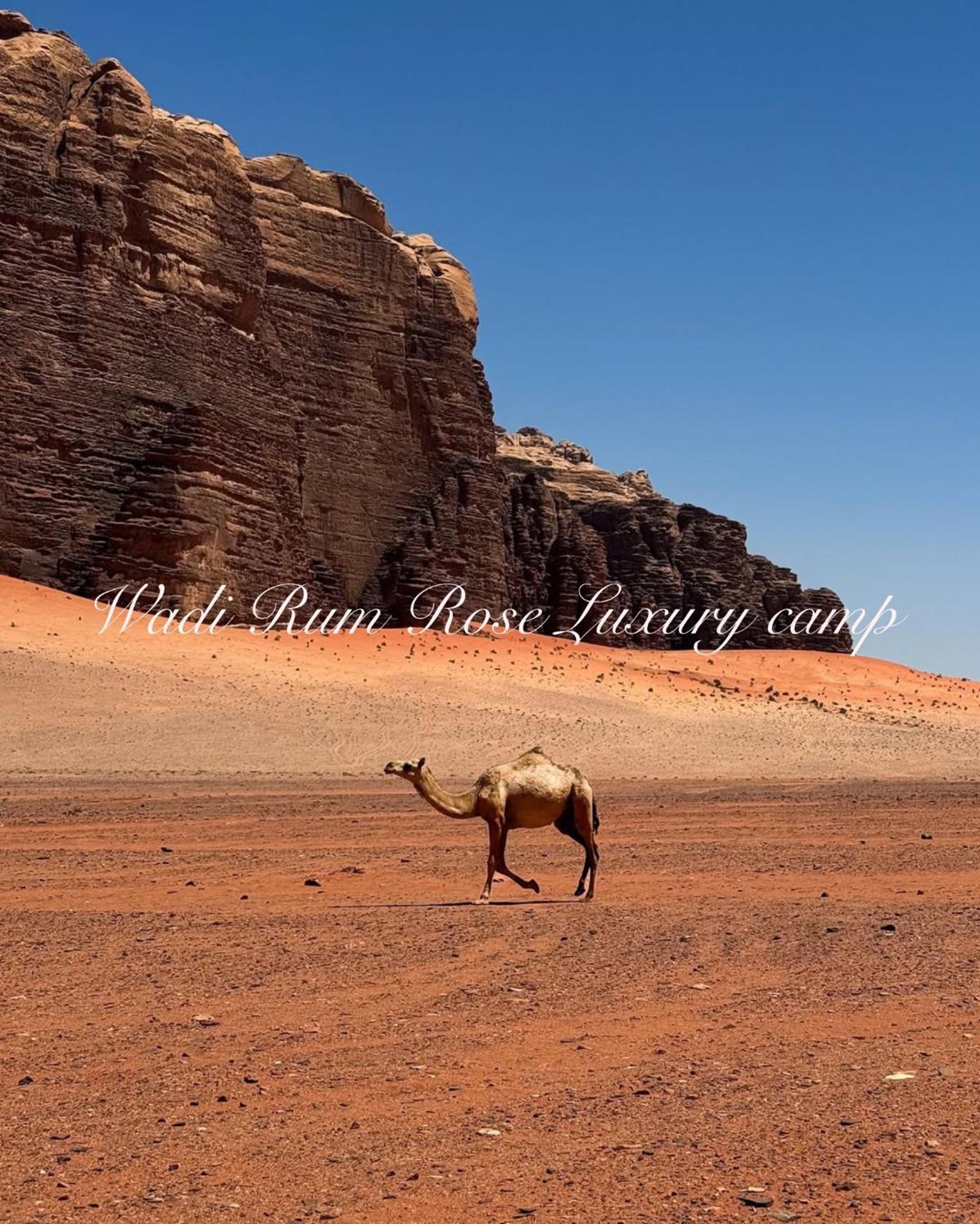 Wadi Rum Rose Luxury Camp Exterior photo